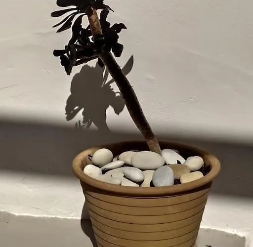 New In The City! * Cós